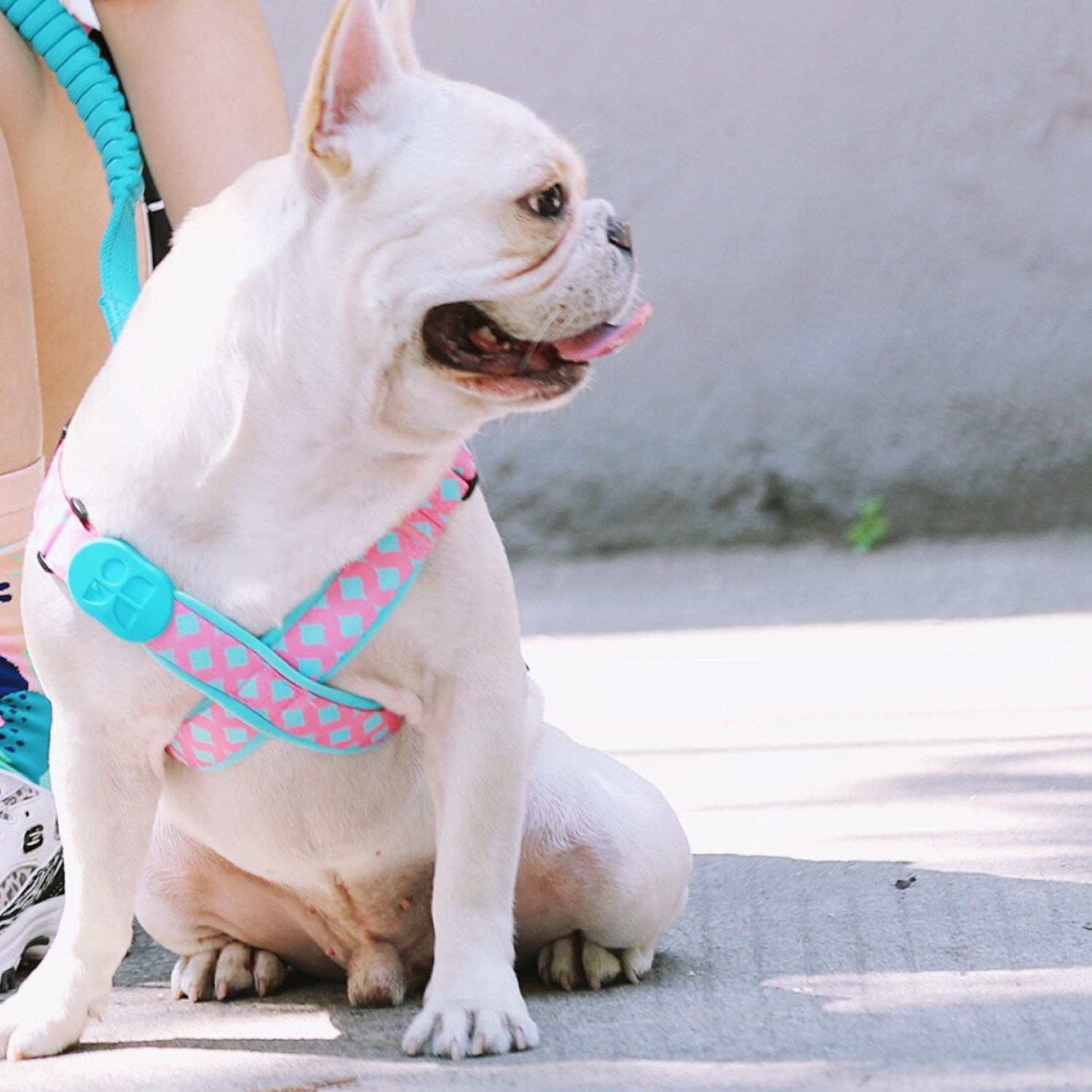 How to adjust dog harness