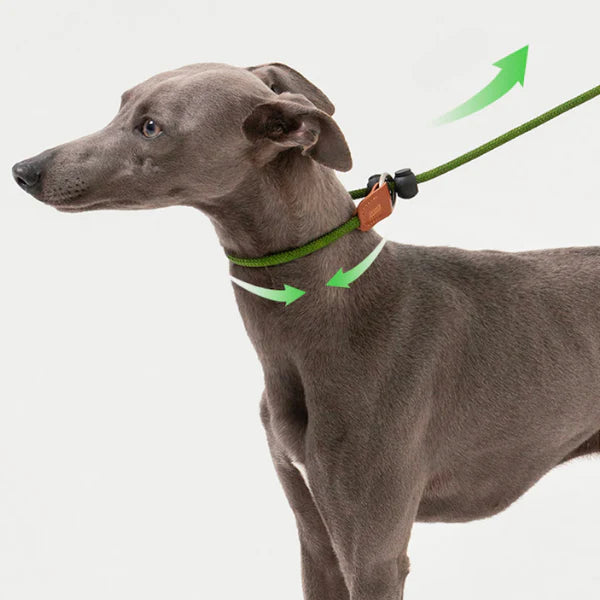 The Ultimate Guide to Selecting the Right Slip Lead Dog Leash