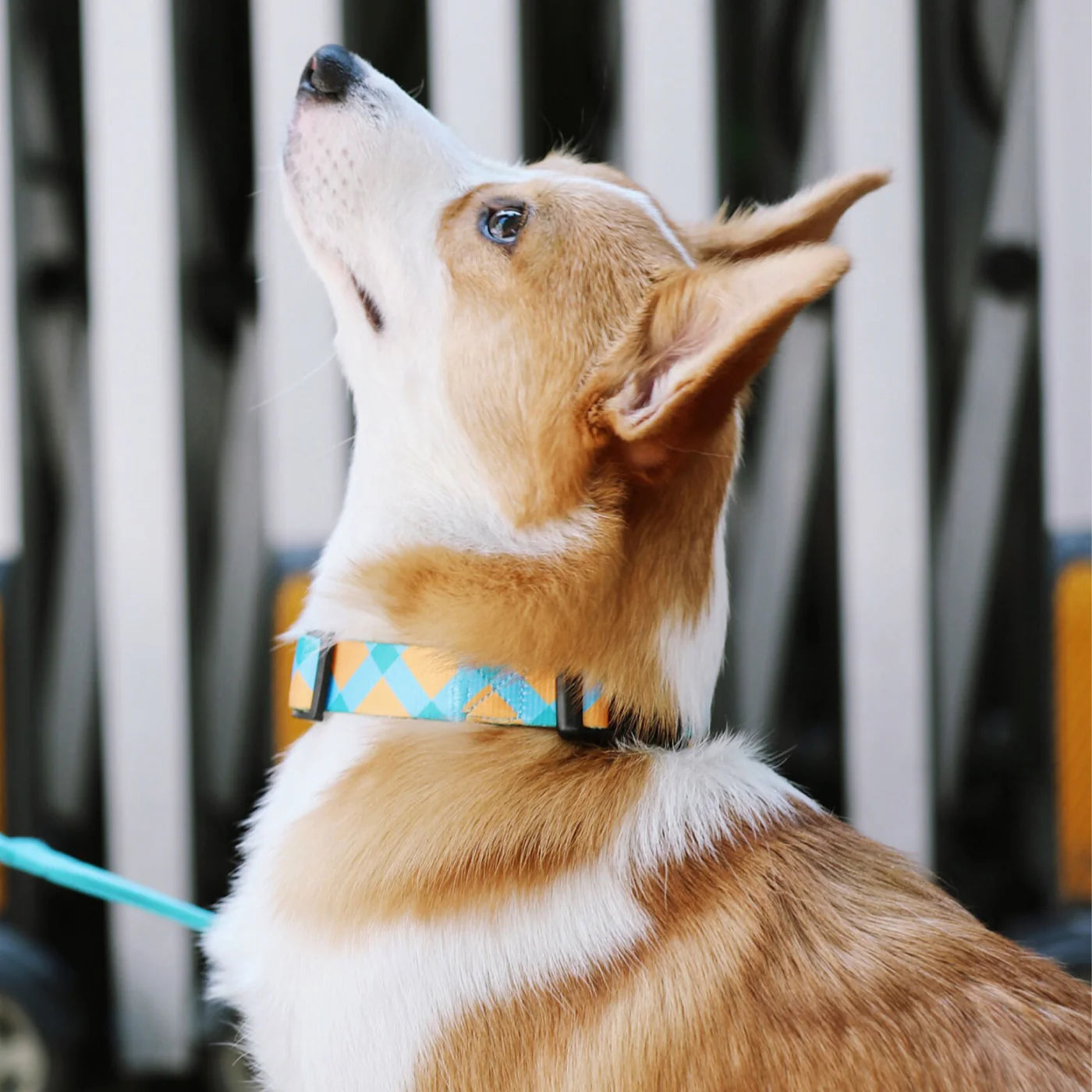 Which Dog Collar is Right for Your Pet?