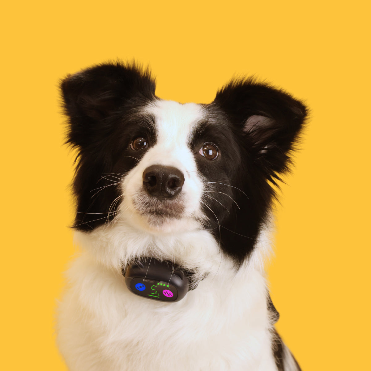 Dog Bark Collar - No Shock (Copy)