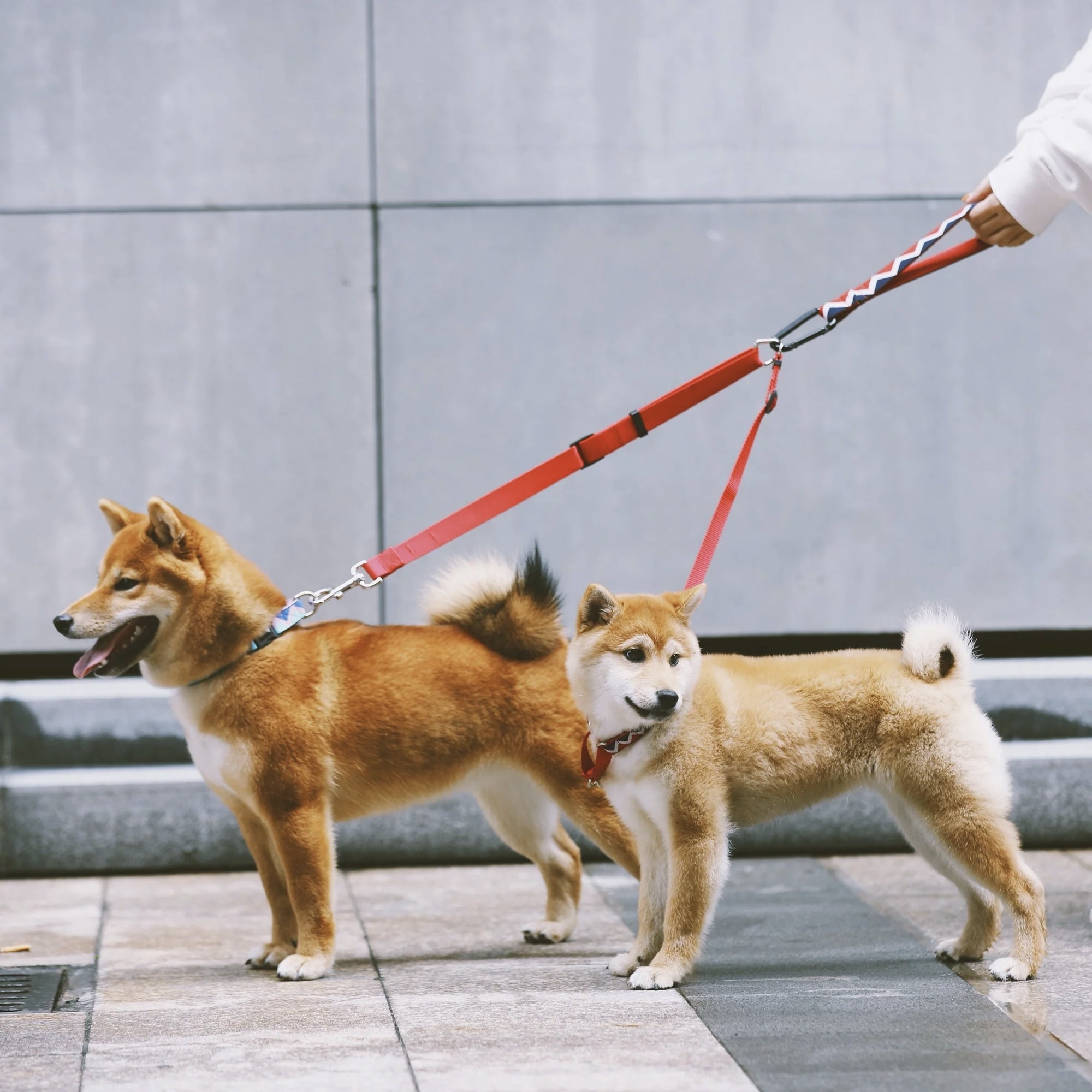 Dog Extension Leash for Dog Training