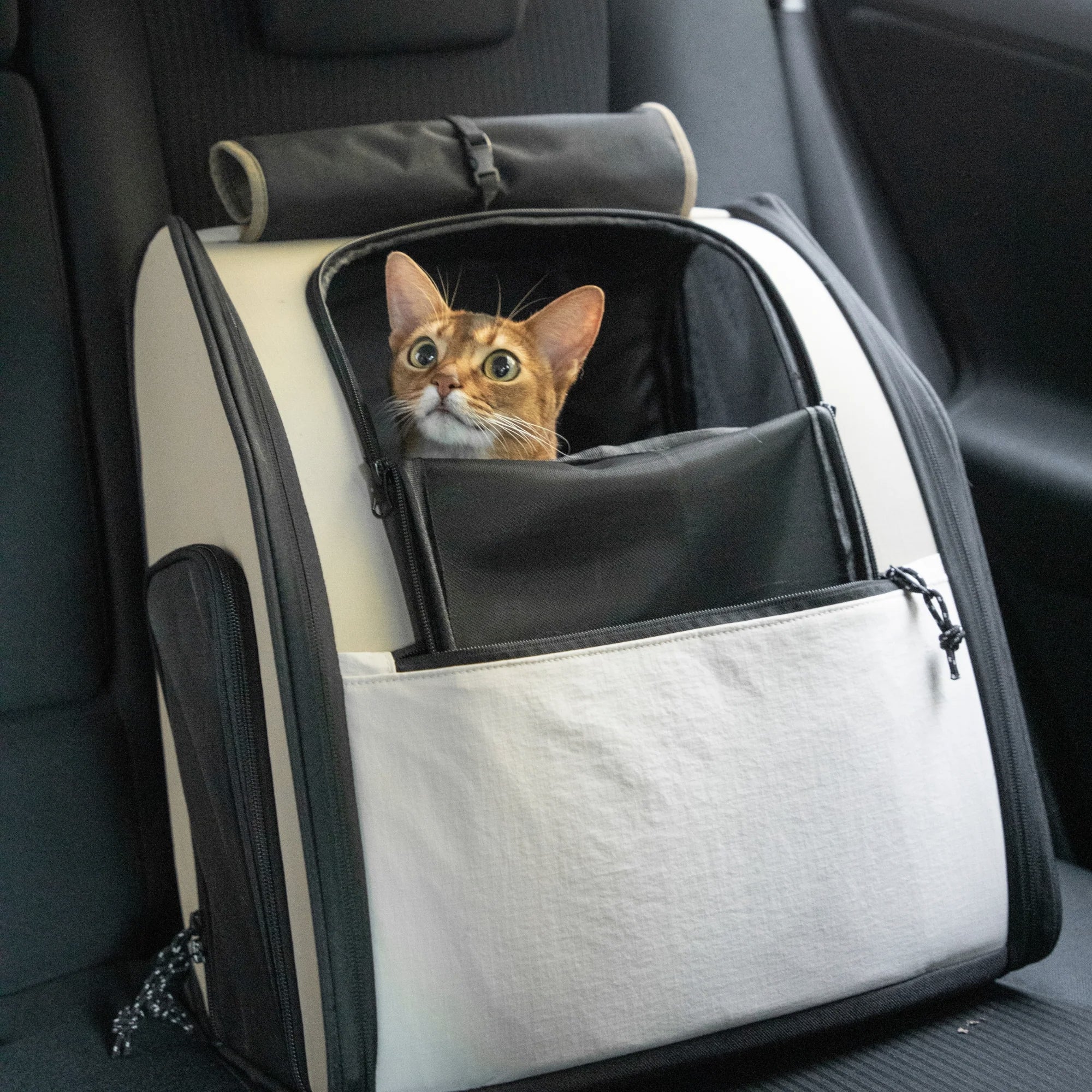 Travel Backpack Pet Carriers for Medium Cats and Small Dogs