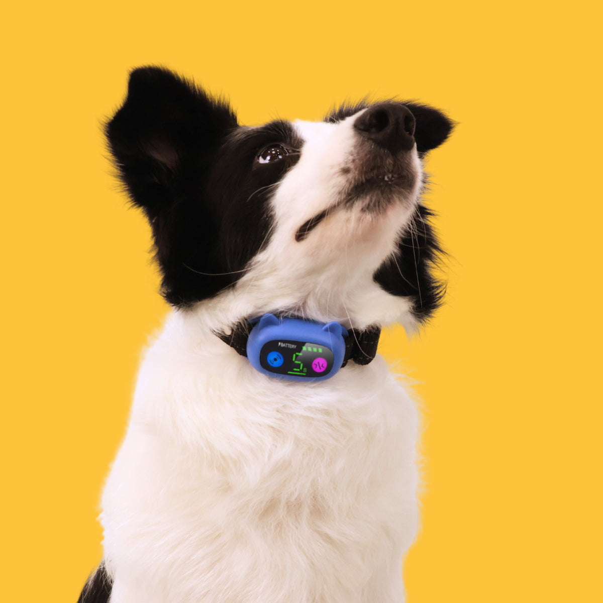 Cute Shaped No Shock Dog Bark Collar ,Blue