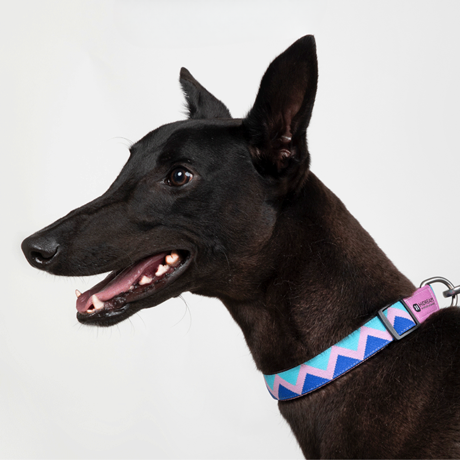 Dog Collar Heavy Duty Adjustable,Rainbow Nylon Dog Collar