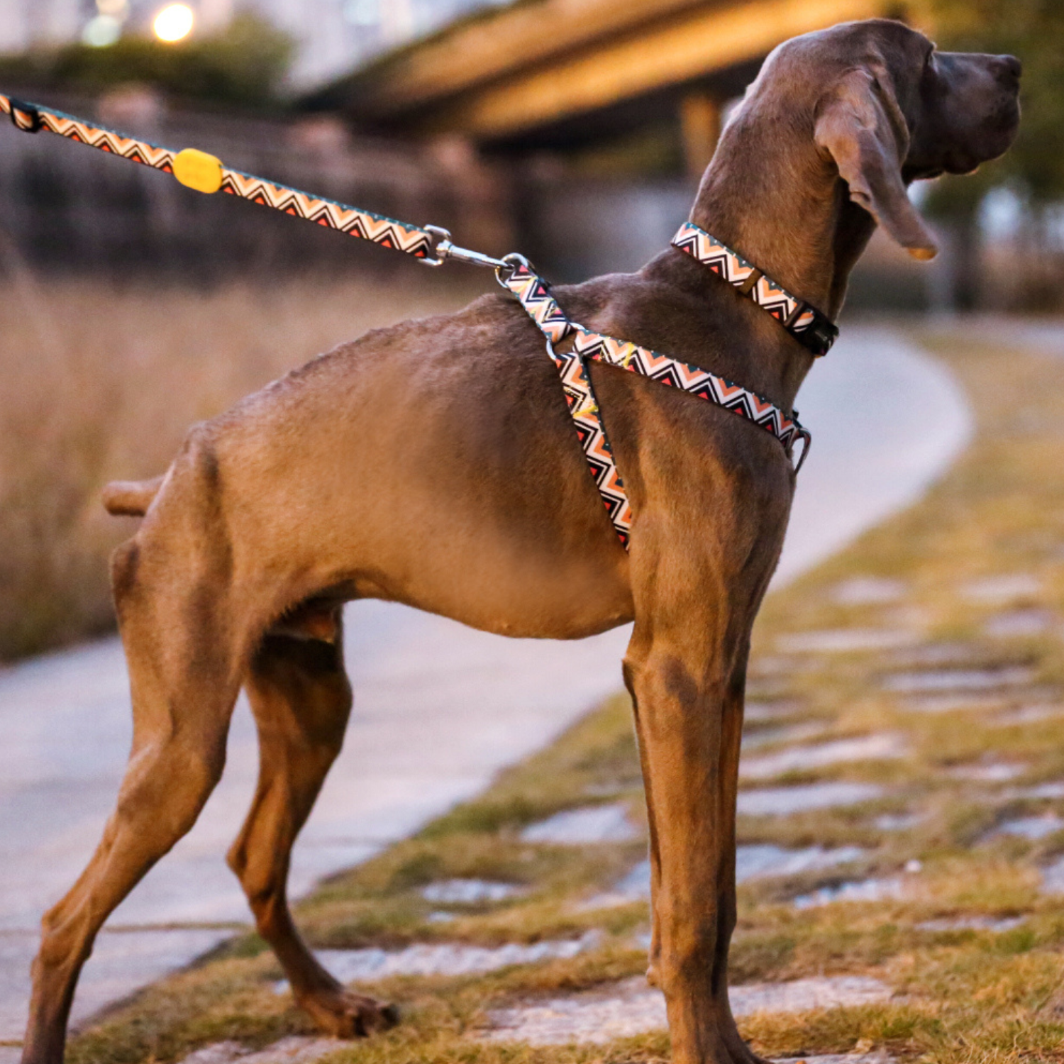 Dog Training Leash, Hands Free Dog Leash